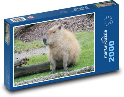 Capybara - animal, zoo - Puzzle 2000 pieces, size 90x60 cm 