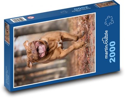 Bordeauxská doga - zvíře, pes  - Puzzle 2000 dílků, rozměr 90x60 cm