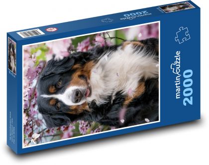 Bernský šalasnický pes - zvíře, mazlíček - Puzzle 2000 dílků, rozměr 90x60 cm