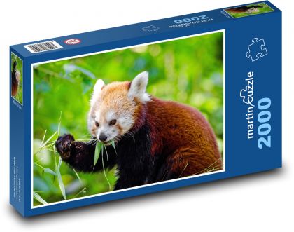 Panda červená - zvíře, divoké - Puzzle 2000 dílků, rozměr 90x60 cm