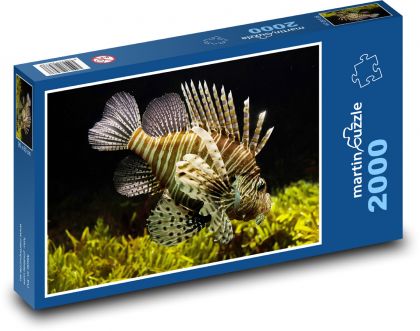 Mořská ryba - pod vodou, moře - Puzzle 2000 dílků, rozměr 90x60 cm