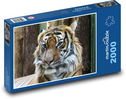 Tiger - animal, big cat - Puzzle 2000 pieces, size 90x60 cm 