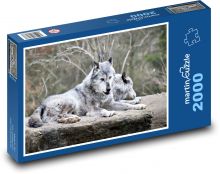 Arktický vlk - zviera, cicavec Puzzle 2000 dielikov - 90 x 60 cm