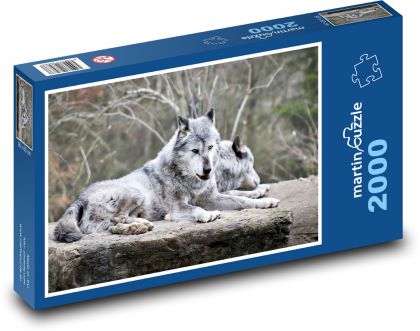 Arktický vlk - zviera, cicavec - Puzzle 2000 dielikov, rozmer 90x60 cm 