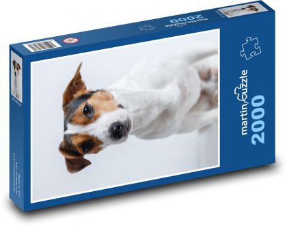 Pes - Jack Russell, mazlíček - Puzzle 2000 dílků, rozměr 90x60 cm