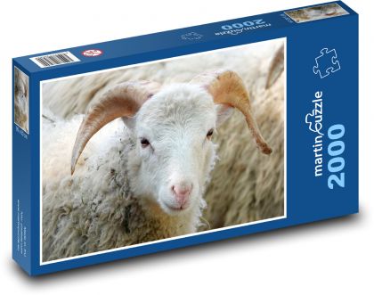 Schaf - Tier, Säugetier - Puzzle - 2000 Teile
