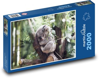 Koala - savec, zvíře - Puzzle 2000 dílků, rozměr 90x60 cm
