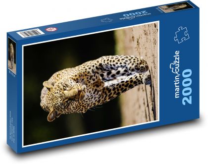Leopard - divoká kočka, zvíře - Puzzle 2000 dílků, rozměr 90x60 cm