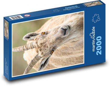 Goat - head, horns - Puzzle 2000 pieces, size 90x60 cm 