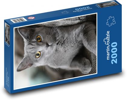 Kot - zwierzę domowe, brytyjski krótkowłosy - Puzzle 2000 elementów, rozmiar 90x60 cm