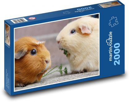 Guinea pig - rodent, animal - Puzzle 2000 pieces, size 90x60 cm 