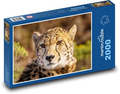 Gepard - divoké zvíře, kočka - puzzle 2000 dílků