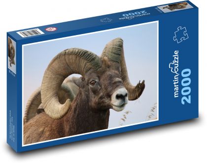 Pouštní tlustorohá ovce - zvíře, rohy - Puzzle 2000 dílků, rozměr 90x60 cm