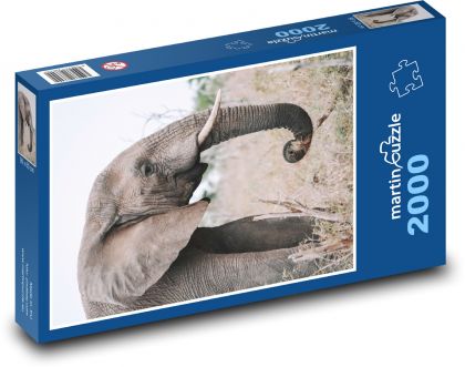 Slon - zvíře, savec - Puzzle 2000 dílků, rozměr 90x60 cm