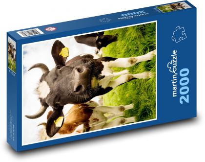 Kráva - zvíře, dobytek - Puzzle 2000 dílků, rozměr 90x60 cm