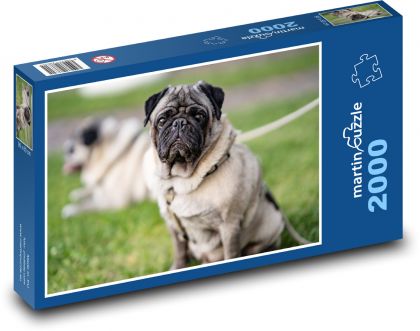 Mops - pies, zwierzę - Puzzle 2000 elementów, rozmiar 90x60 cm