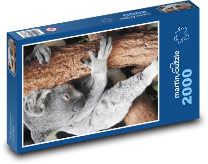 Koala - Beuteltier, Tier - Puzzle - 2000 Teile