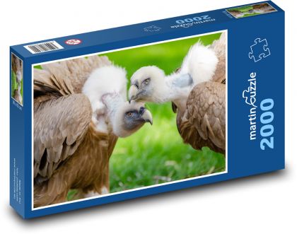 Sępy - drapieżniki, ptaki - Puzzle 2000 elementów, rozmiar 90x60 cm