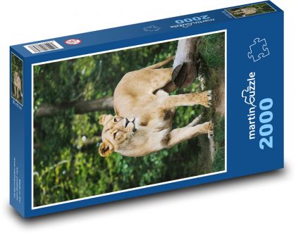 Lioness - shešlma, lion - Puzzle 2000 pieces, size 90x60 cm 
