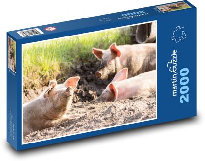 Pigs - animals, farm - Puzzle 2000 pieces, size 90x60 cm 