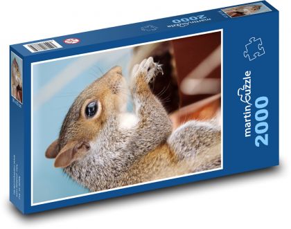 Veverička - hlodavec, divé zviera - Puzzle 2000 dielikov, rozmer 90x60 cm 