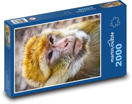 Małpa barbarzyńska - zwierzę, ssak - Puzzle 2000 elementów, rozmiar 90x60 cm