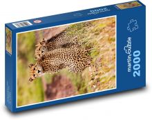 Gepardi - zvířata, safari Puzzle 2000 dílků - 90 x 60 cm