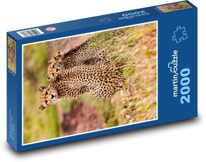 Gepardi - zvířata, safari - Puzzle 2000 dílků, rozměr 90x60 cm