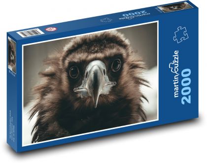 Vulture - bird, predator - Puzzle 2000 pieces, size 90x60 cm 