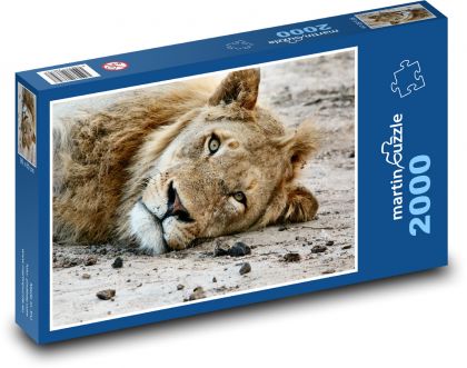 Lion - animal, mammal - Puzzle 2000 pieces, size 90x60 cm 