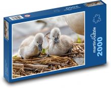 Swans - chicks, birds Puzzle 2000 pieces - 90 x 60 cm