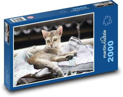 Cat - kitten, pet - Puzzle 2000 pieces, size 90x60 cm 
