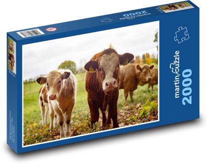 Krávy - farma, dobytek - Puzzle 2000 dílků, rozměr 90x60 cm