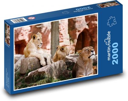 Lionesses - mammals, beasts - Puzzle 2000 pieces, size 90x60 cm 