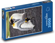 Tučňáci - Falklandské ostrovy, zvířata Puzzle 2000 dílků - 90 x 60 cm