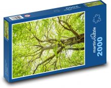 Strom - buk, listy  Puzzle 2000 dílků - 90 x 60 cm