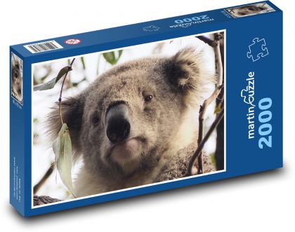 Koala - zvíře, strom - Puzzle 2000 dílků, rozměr 90x60 cm