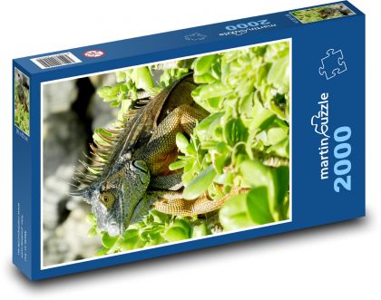 Kaimaninseln - Leguan, Reptil - Puzzle - 2000 Teile