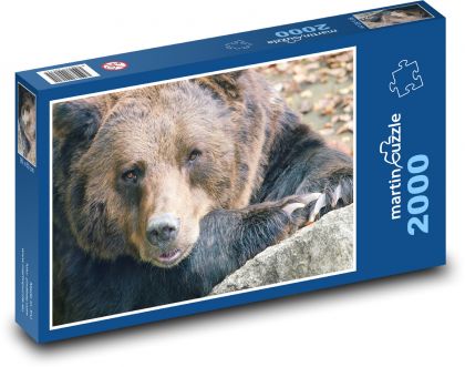 Medvěd - zvíře, savec - Puzzle 2000 dílků, rozměr 90x60 cm