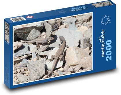 Ještěrky - kanárské ostrovy, zvířata  - Puzzle 2000 dílků, rozměr 90x60 cm