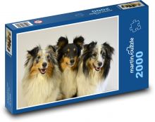 Shepherd Setland - Schottische Inseln, Hunde Puzzle 2000 Teile - 90 x 60 cm