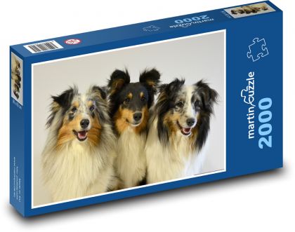 Shepherd Setland - Schottische Inseln, Hunde - Puzzle - 2000 Teile