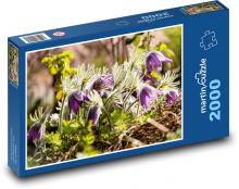 Blumen - Krokusse, Frühling Puzzle 2000 Teile - 90 x 60 cm