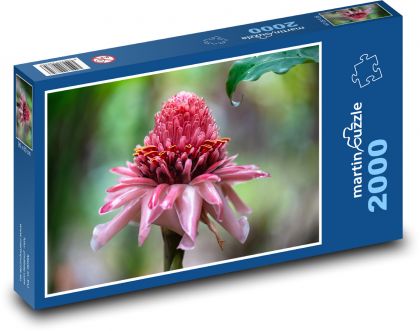 Waratah - kvet - Puzzle 2000 dielikov, rozmer 90x60 cm 