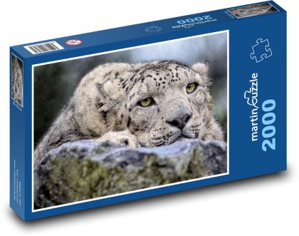 Sněžný leopard  - puzzle 2000 dílků