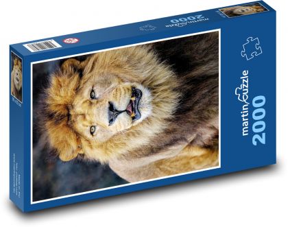 Lev - veľká mačka, zviera - Puzzle 2000 dielikov, rozmer 90x60 cm 