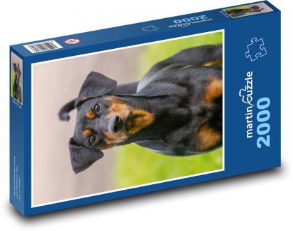 Pes - zvíře, mazlíček - puzzle 2000 dílků