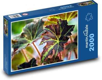 Begonias - houseplant, flower - Puzzle 2000 pieces, size 90x60 cm 