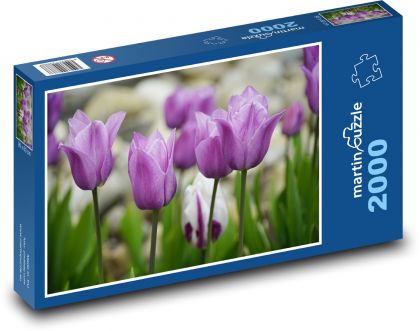 Fialové tulipány - jarní květiny, zahrada - Puzzle 2000 dílků, rozměr 90x60 cm