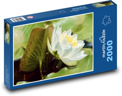 White water lily - flower, aquatic plant - Puzzle 2000 pieces, size 90x60 cm 